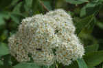 Virginia meadowsweet